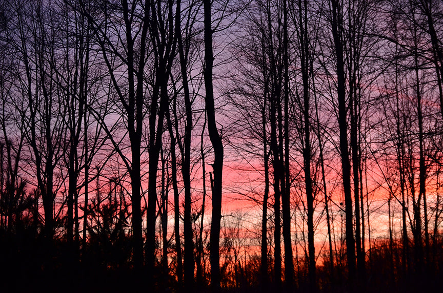 Summer Safety Tips for Tree Climbers — Bartlett Arborist Supply