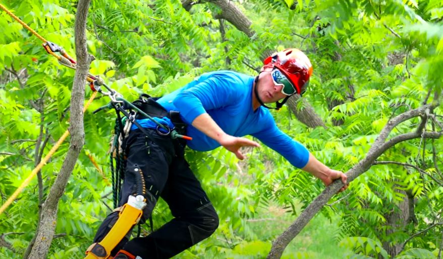 Tree Limb Walking Techniques with Chris — Bartlett Arborist Supply