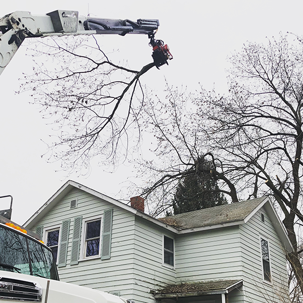 Is Mechanizing the Future of Tree Work?