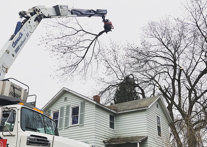 Tree Contractor, Rope Runners Tree Service